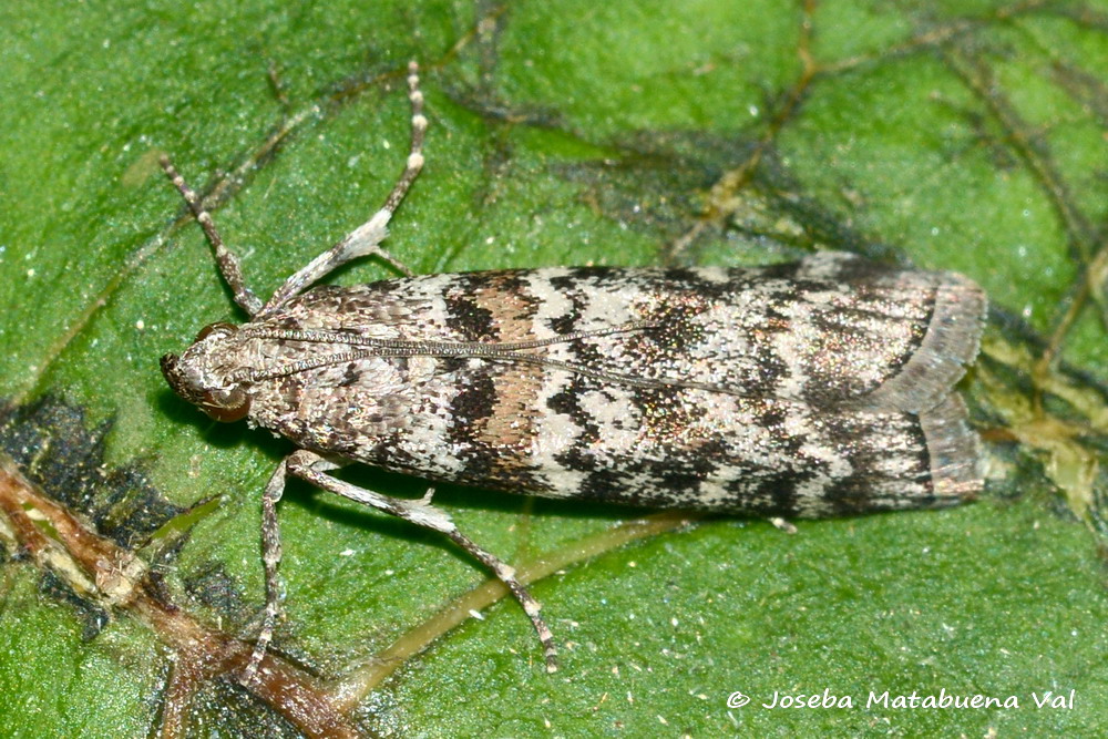 Dioryctria abietella - Pyralidae